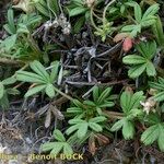 Potentilla saxifraga Habit