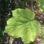 Rubus alceifolius Frunză