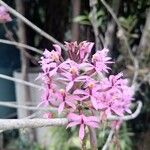 Epidendrum secundumFlor