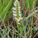 Spiranthes romanzoffiana Leaf