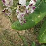 Calotropis procera Floare