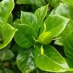 Gardenia jasminoidesList