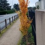 Ginkgo biloba Habit