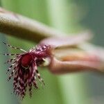 Bulbophyllum mirificum