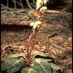 Pyrola picta Habit