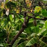 Theobroma cacao Leaf