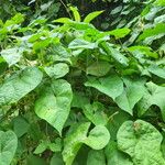 Ipomoea alba Feuille