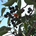 Broussonetia papyrifera Fruit