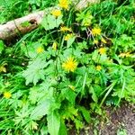 Crepis paludosaFlower