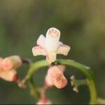 Guarea macrophylla Flower