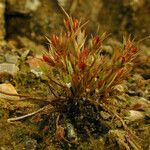 Juncus rechingeri Habitus