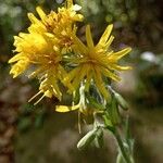 Hieracium racemosum Blüte