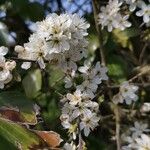 Prunus spinosa Blomma