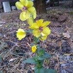 Verbascum blattariaFlor