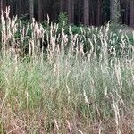 Calamagrostis epigejosFolha