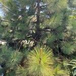 Pinus coulteri Hoja