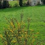 Cytisus scopariusFlower