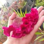 Celosia cristata Flor