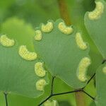 Adiantum poiretii ഇല