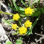 Bupleurum ranunculoides फूल