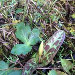 Erythronium oregonum ശീലം