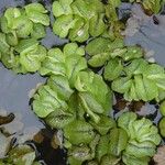 Salvinia molesta Other