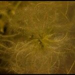 Clematis ligusticifolia Fruto