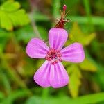 Geranium robertianumFlors