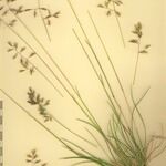 Festuca pallens Otro