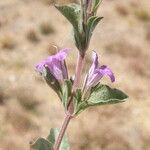 Dyschoriste schiedeana ᱵᱟᱦᱟ