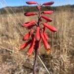 Aloe grandidentataFlor