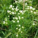 Pycnanthemum virginianum Flor