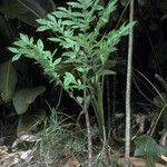 Dracontium polyphyllum ശീലം