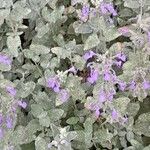 Nepeta × faassenii Habitus