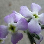 Matthiola tricuspidata 花