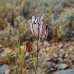Allium moschatum Blüte
