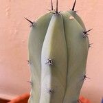 Myrtillocactus geometrizans পাতা