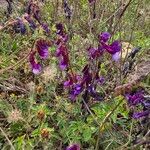 Vicia eriocarpa Blodyn