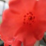 Rhododendron apoanum Flower