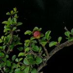 Cotoneaster adpressus Хабит