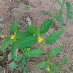 Corchorus orinocensis Çiçek