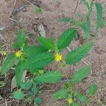 Corchorus orinocensis Flower