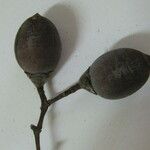 Maripa scandens Beste bat