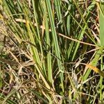 Tetrapogon roxburghiana Leaf