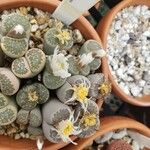 Lithops salicola Virág
