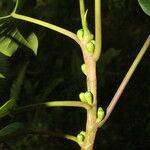 Ficus citrifolia Фрукт