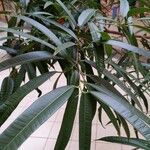 Ficus spp. Φύλλο