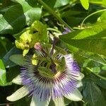 Passiflora caeruleaBlomst