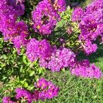 Lagerstroemia indica花