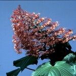 Clerodendrum paniculatum Fiore